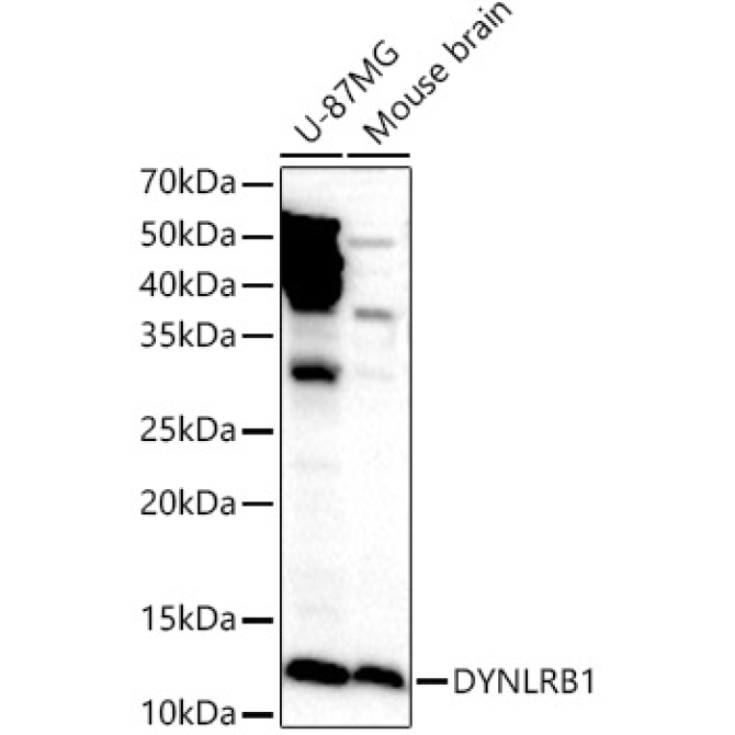 DYNLRB1 Rabbit Polyclonal Antibody