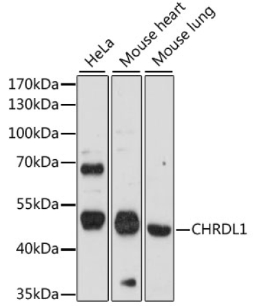CHRDL1 Rabbit Polyclonal Antibody