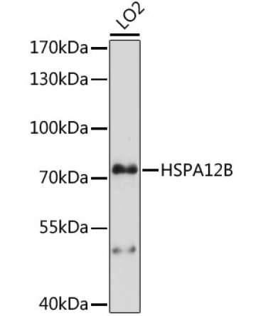 HSPA12B Rabbit Polyclonal Antibody