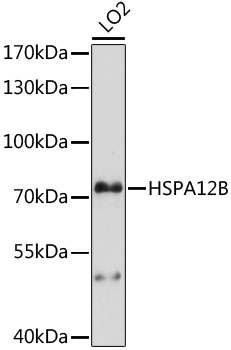 HSPA12B Rabbit Polyclonal Antibody