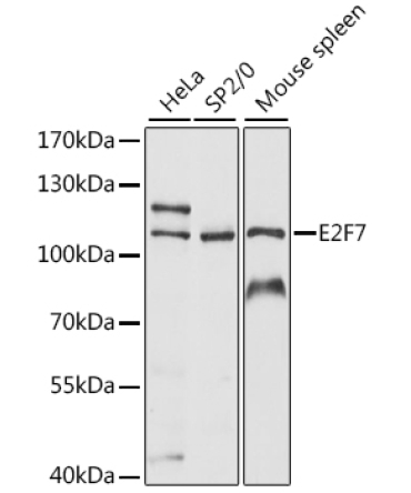 E2F7 Rabbit Polyclonal Antibody