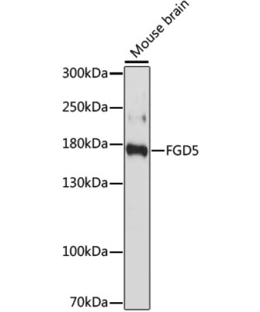 FGD5 Rabbit Polyclonal Antibody
