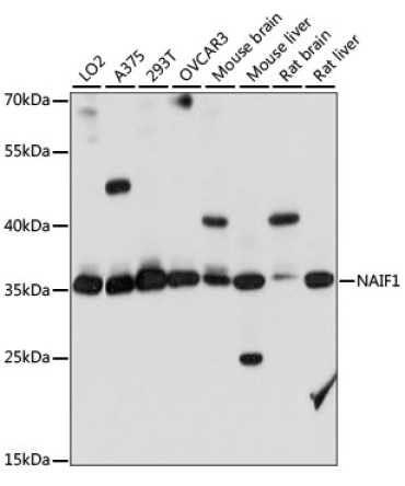 NAIF1 Rabbit Polyclonal Antibody