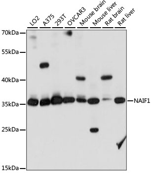 NAIF1 Rabbit Polyclonal Antibody