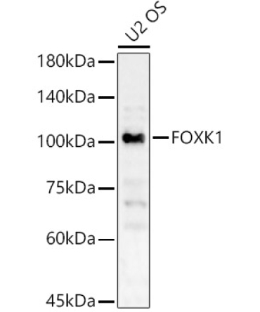 FOXK1 Rabbit Polyclonal Antibody