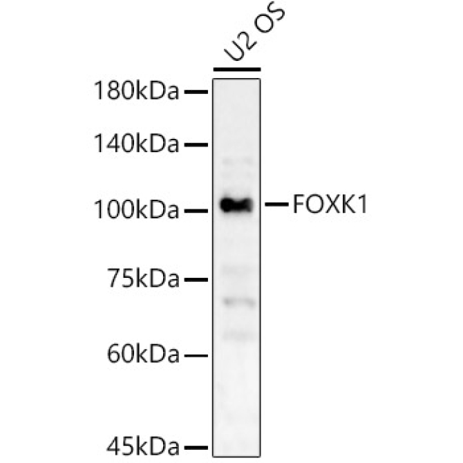 FOXK1 Rabbit Polyclonal Antibody