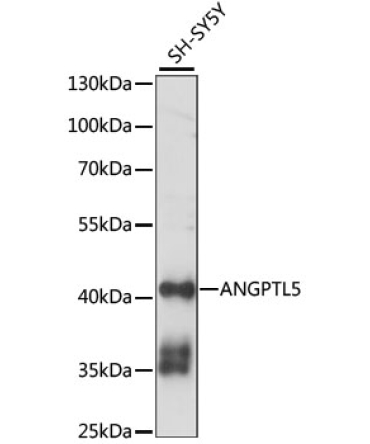 ANGPTL5 Rabbit Polyclonal Antibody