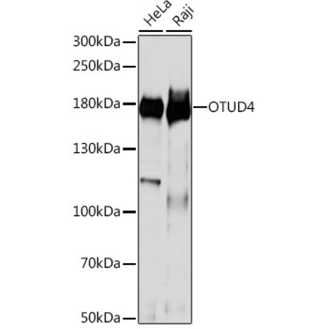 OTUD4 Rabbit Polyclonal Antibody