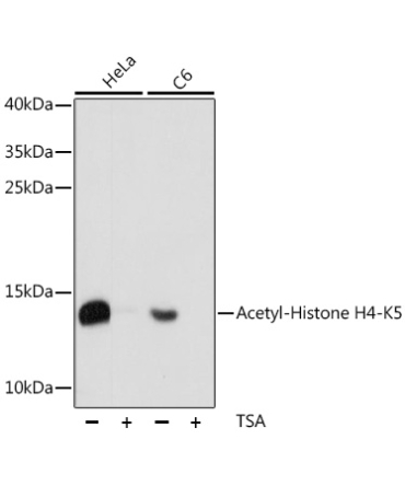 Acetyl-Histone H4-K5 Rabbit Polyclonal Antibody