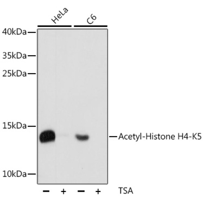 Acetyl-Histone H4-K5 Rabbit Polyclonal Antibody
