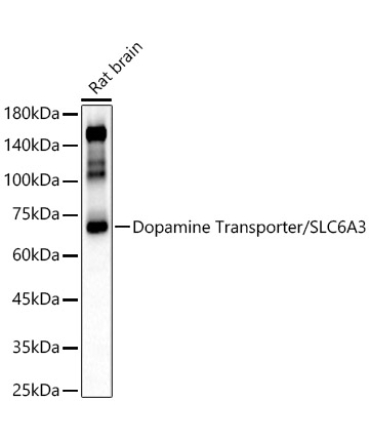 Dopamine Transporter/SLC6A3 Rabbit Polyclonal Antibody