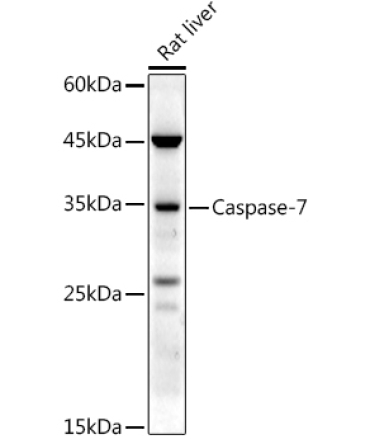 Caspase-7 Rabbit Polyclonal Antibody