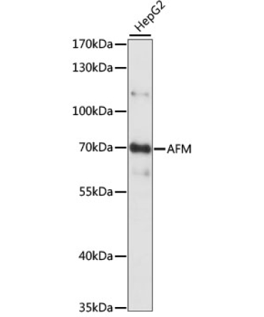 AFM Rabbit Polyclonal Antibody