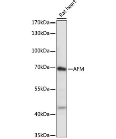 AFM Rabbit Polyclonal Antibody