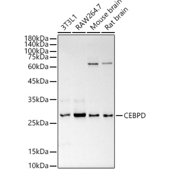 CEBP Delta/CEBPD Rabbit Polyclonal Antibody