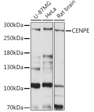 CENPE Rabbit Polyclonal Antibody