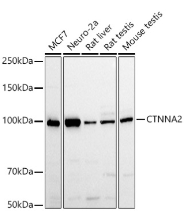 CTNNA2 Rabbit Polyclonal Antibody