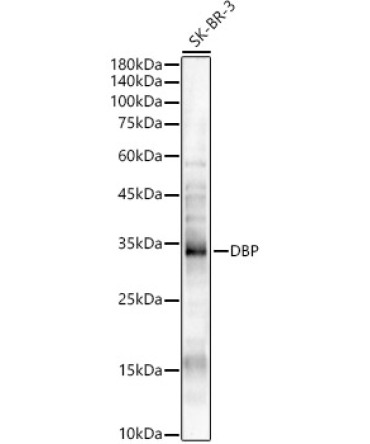 DBP Rabbit Polyclonal Antibody