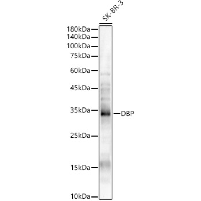 DBP Rabbit Polyclonal Antibody