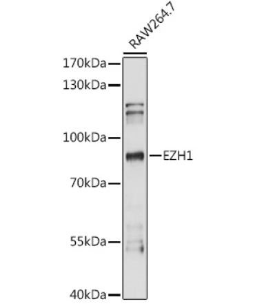 EZH1 Rabbit Polyclonal Antibody