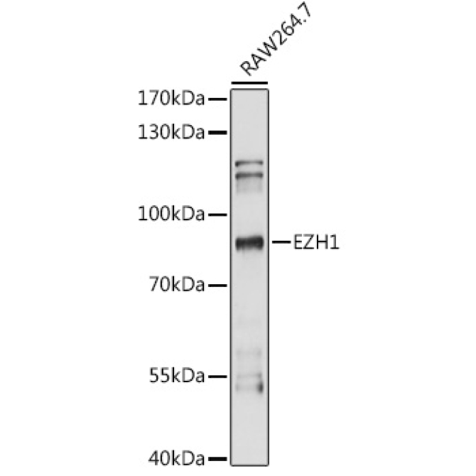 EZH1 Rabbit Polyclonal Antibody