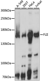 FLII Rabbit Polyclonal Antibody