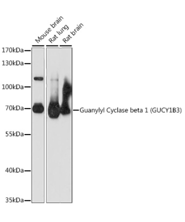 Guanylyl Cyclase beta 1 (GUCY1B3) Rabbit Polyclonal Antibody