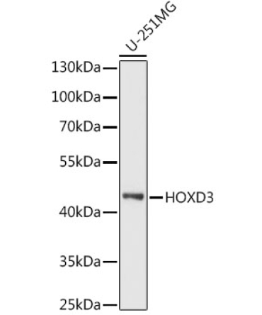 HOXD3 Rabbit Polyclonal Antibody