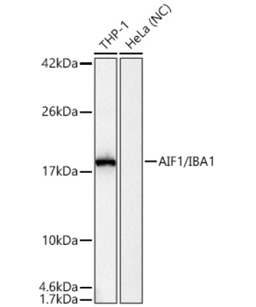 AIF1/IBA1 Rabbit Polyclonal Antibody
