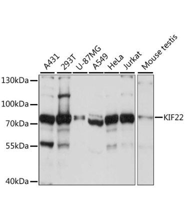 KIF22 Rabbit Polyclonal Antibody