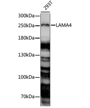 LAMA4 Rabbit Polyclonal Antibody