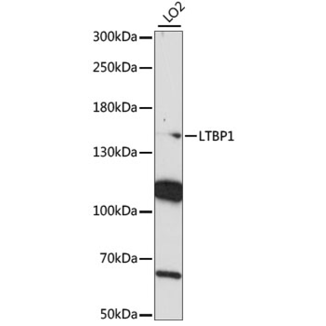 LTBP1 Rabbit Polyclonal Antibody