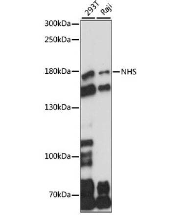 NHS Rabbit Polyclonal Antibody
