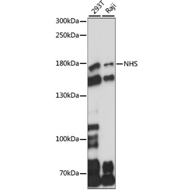 NHS Rabbit Polyclonal Antibody