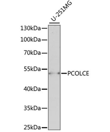 PCOLCE Rabbit Polyclonal Antibody