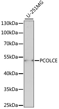PCOLCE Rabbit Polyclonal Antibody