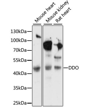 DDO Rabbit Polyclonal Antibody