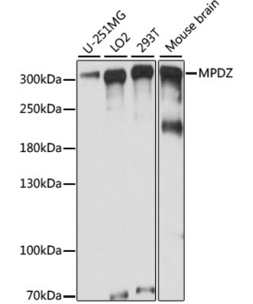 MPDZ Rabbit Polyclonal Antibody