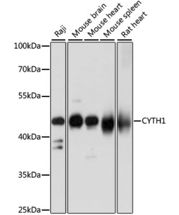 CYTH1 Rabbit Polyclonal Antibody