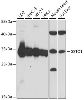 GSTO1 Rabbit Polyclonal Antibody