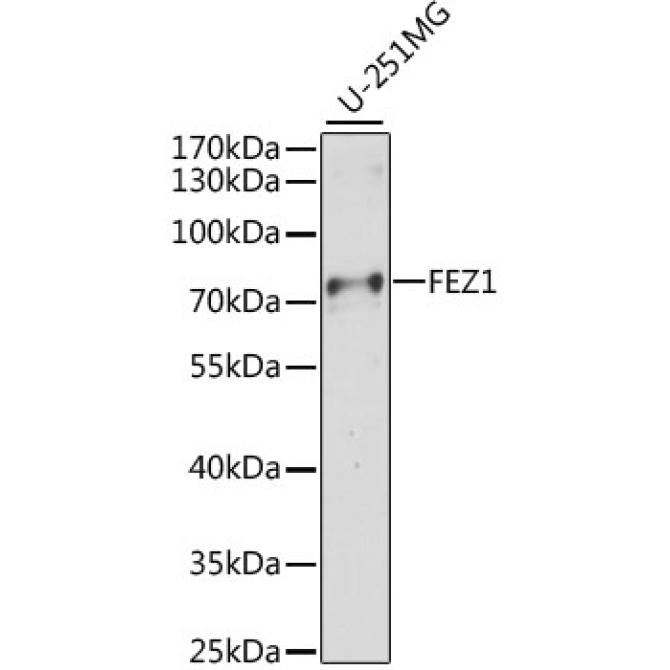 FEZ1 Rabbit Polyclonal Antibody
