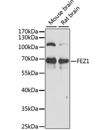 FEZ1 Rabbit Polyclonal Antibody