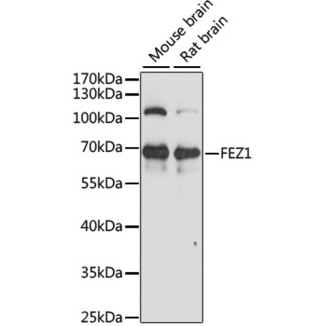 FEZ1 Rabbit Polyclonal Antibody