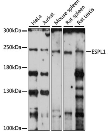 ESPL1 Rabbit Polyclonal Antibody