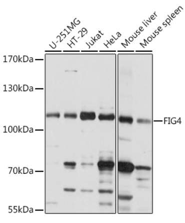 FIG4 Rabbit Polyclonal Antibody