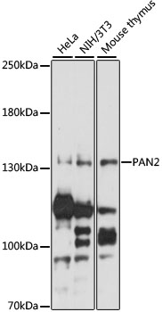 PAN2 Rabbit Polyclonal Antibody