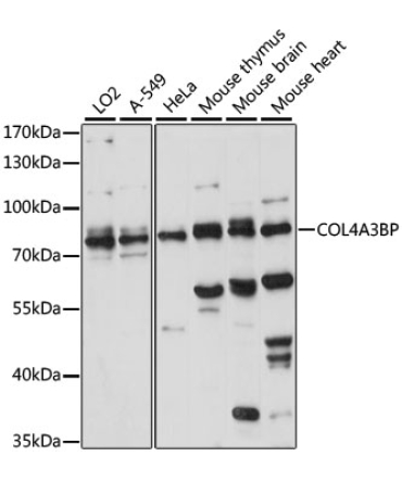 COL4A3BP Rabbit Polyclonal Antibody