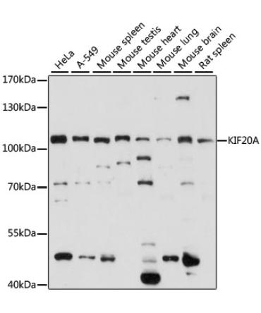 KIF20A Rabbit Polyclonal Antibody