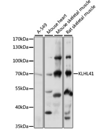 KLHL41 Rabbit Polyclonal Antibody