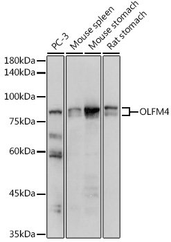 OLFM4 Rabbit Polyclonal Antibody